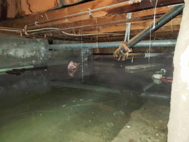 Best Water damage cleanup near me  in Aberdeen, OH